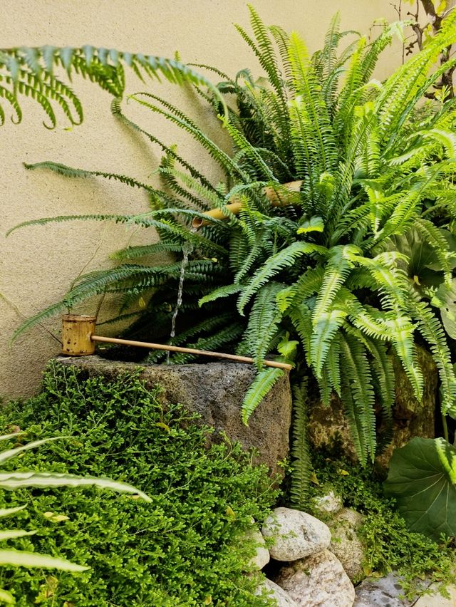 曬曬我的聯排中戶花園｜小戶型的精緻生活