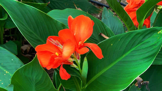 上海薰衣草公園秋日限定|美人蕉綻放的浪漫花海 上海薰衣草公園秋日限定|美人蕉綻放的浪漫花海