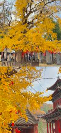 秋遊必來河南5日遊攻略