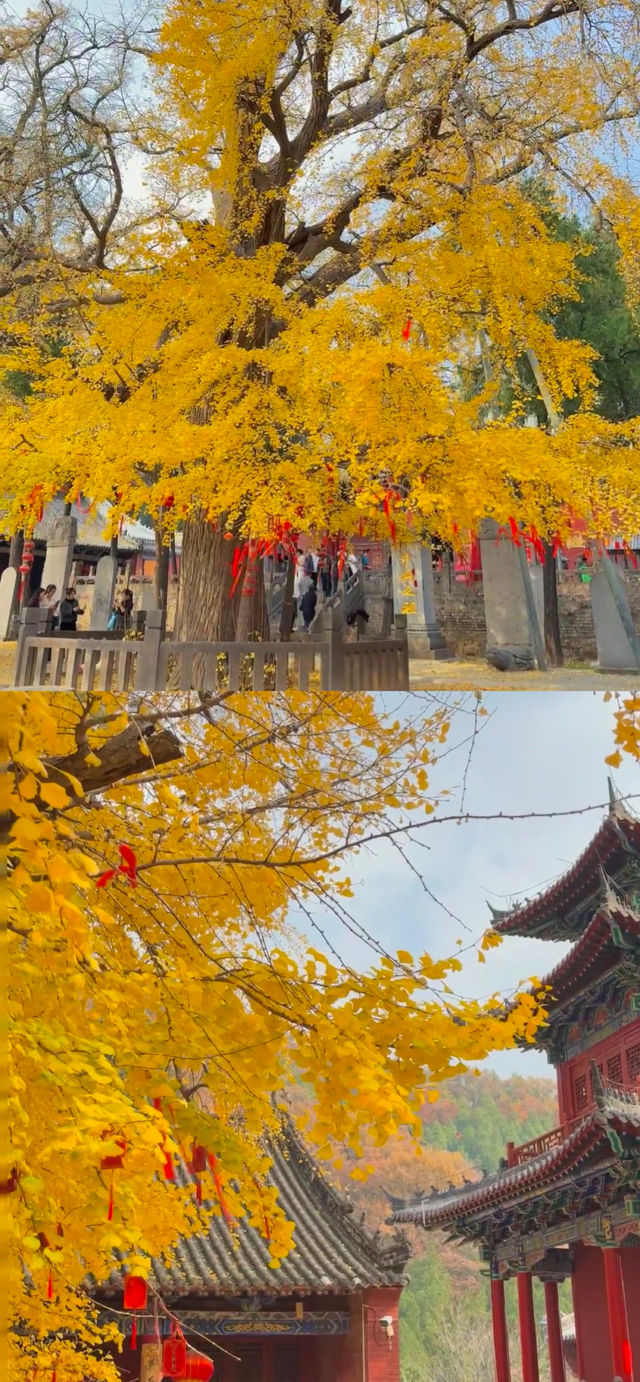 秋遊必來河南5日遊攻略