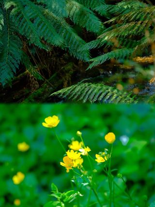 メルボルンから帰ってきました。11月のメルボルンは美しすぎて反則級、来てみませんか？