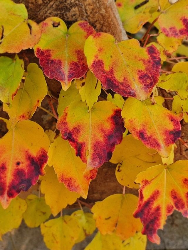誰說看紅葉一定要去日本？河北這座小三峽美炸了！