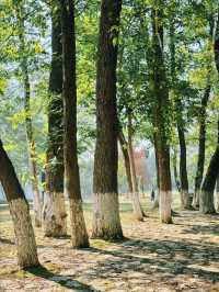 長沙小眾公園天花板磨盤洲生態公園溜娃不擠人