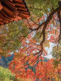 帶父母崂山賞秋輕鬆攻略：慢品山海秋韻