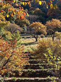 北京人絕不告訴你！私藏0元紅葉秘境曝光