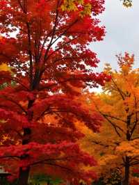 秋日限定｜雲平山私藏童話秘境小眾到喊！