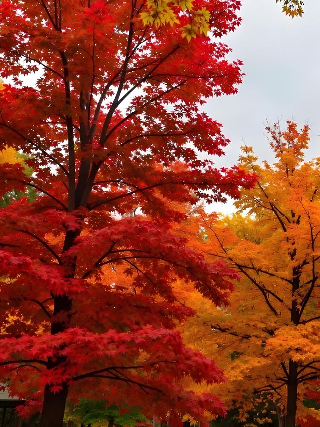 秋日限定｜雲平山私藏童話秘境小眾到喊！