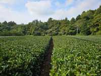 Exceptional Butler Service & Memorable Activities