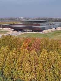 洛陽二里頭芒草海浪漫綻放