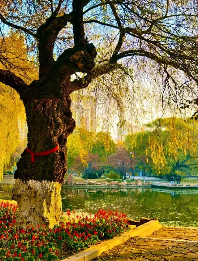 赴一場萬柳塘公園的秋日之約