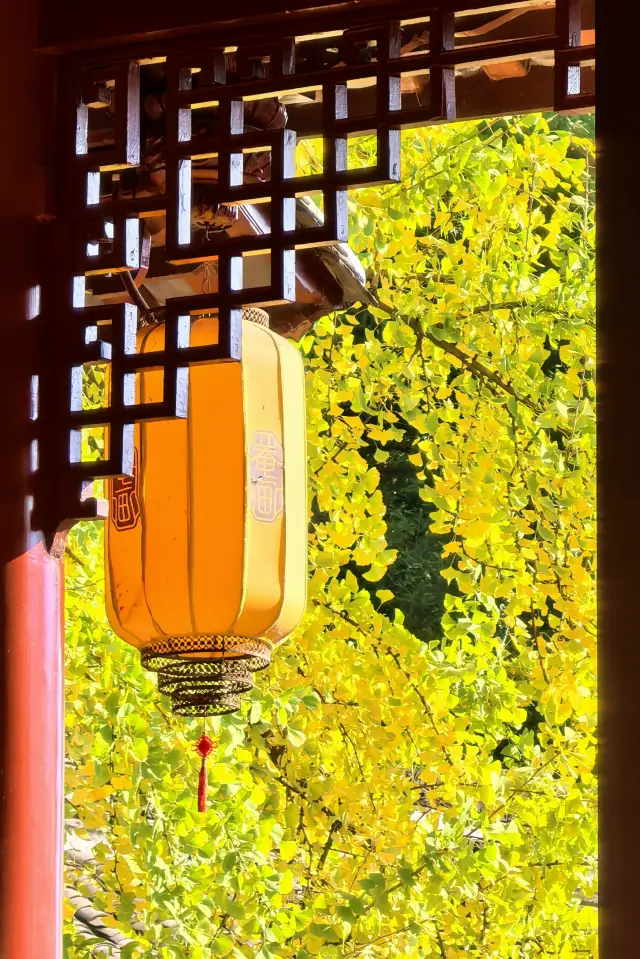 It's the season of yellow leaves again