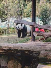 南京動物們的伊甸園——紫清湖野生動物世界
