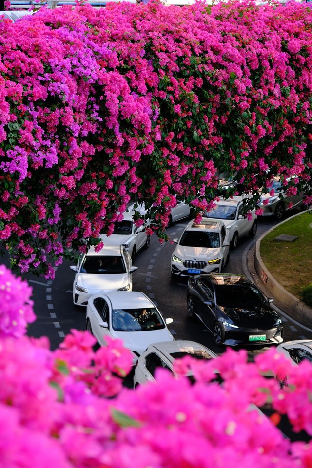 廣州冬日限定|全城最美的粉紅色三角梅花海打卡點 廣州冬日限定|全城最美的粉紅色三角梅花海打卡點