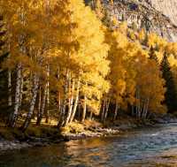 可可托海之秋,邂逅北疆最濃烈的金秋盛宴