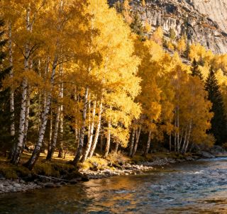 Autumn in Koktokay, encounter the most intense golden autumn feast in Northern Xinjiang