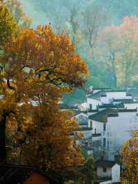 篁嶺秋色已達巔峰!千萬別錯過!