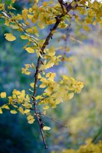 最美銀杏古村拍大片