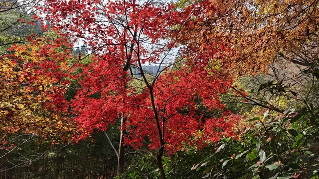 在紅葉季的黑川溫泉徒步 11.24&25 美不勝收 在紅葉季的黑川溫泉徒步 11.24&25 美不勝收