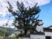 Qingyuan's Ancient Charm