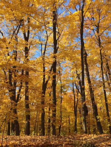 4-Day In-Depth Canada Tour Guide All in One