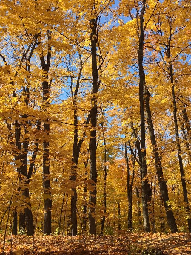 4天加拿大深度遊一篇攻略全搞定 4天加拿大深度遊一篇攻略全搞定