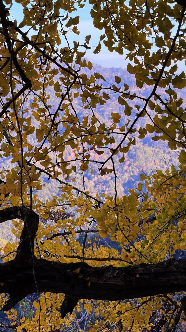 銀杏樹下慢時光,德化丁榮村 銀杏樹下慢時光,德化丁榮村