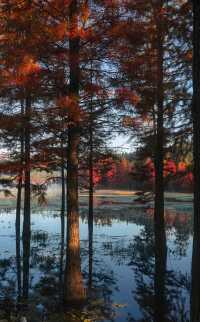 昆明冬日裡的紅色浪漫之旅,這裡的冬天不是白雪皚皚,而是被紅杉染成一片絢麗的紅色海洋~ 住宿推薦