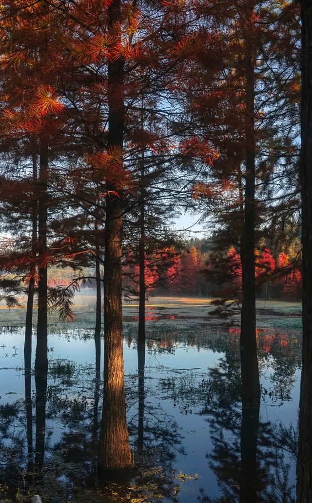 昆明冬日裡的紅色浪漫之旅,這裡的冬天不是白雪皚皚,而是被紅杉染成一片絢麗的紅色海洋~ 住宿推薦 昆明冬日裡的紅色浪漫之旅,這裡的冬天不是白雪皚皚,而是被紅杉染成一片絢麗的紅色海洋~ 住宿推薦