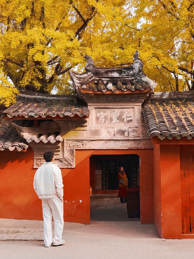 錯過三星堆!卻遇見1700歲的銀杏神仙眷侶 錯過三星堆!卻遇見1700歲的銀杏神仙眷侶