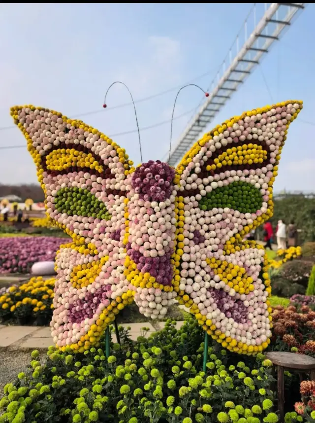 Complete Guide to Enjoying Chrysanthemums at Chengdu Manhua Manor｜Exclusive Autumn Flower Sea