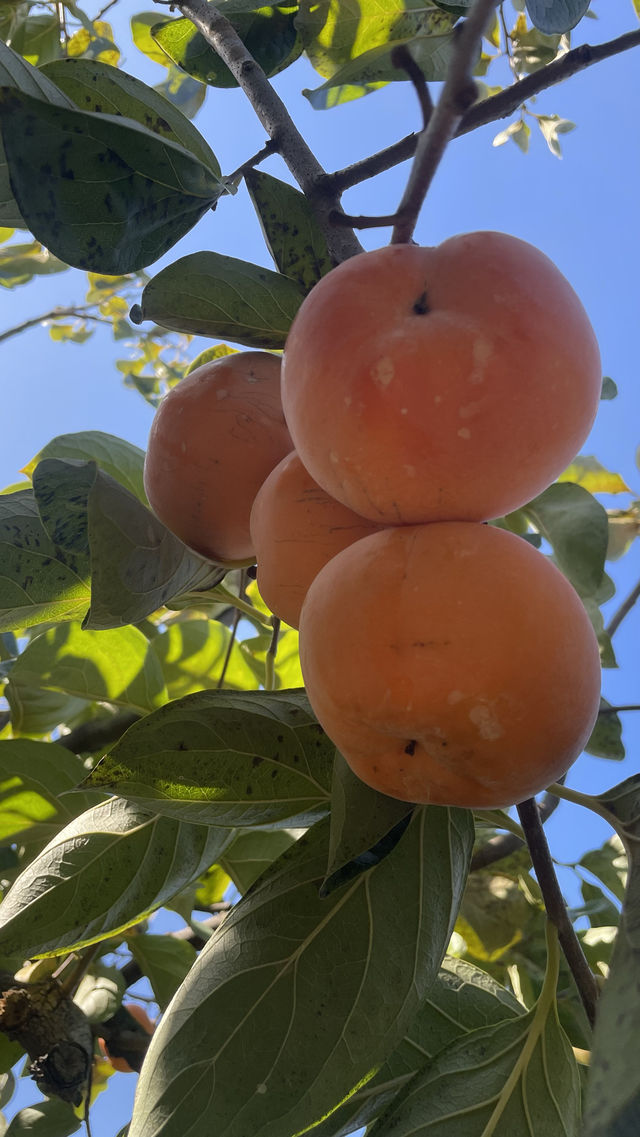 偷偷告訴你！恭城紅巖村的柿子季也太出片了吧