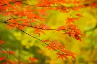 赴光霧山,收藏秋季限定浪漫