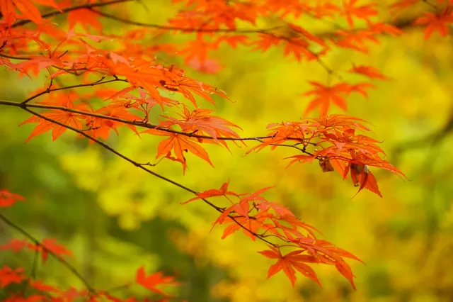 赴光霧山,收藏秋季限定浪漫 赴光霧山,收藏秋季限定浪漫