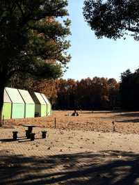 12月共青楓葉紅了銀杏黃了(附出片打卡點)