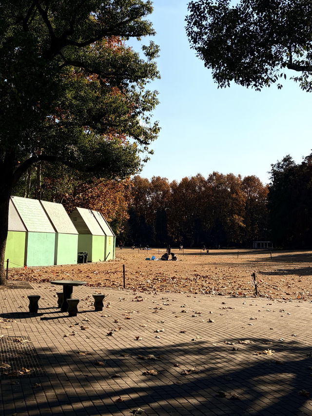 12月共青楓葉紅了銀杏黃了(附出片打卡點) 12月共青楓葉紅了銀杏黃了(附出片打卡點)