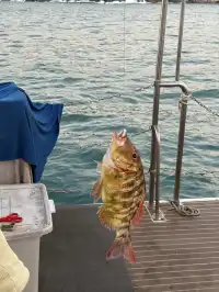 衝普吉島出海最值得的就是貝拉號