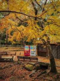 奈良小眾秘境東大寺的鎮守社・手向山八幡宮的紅葉絕景