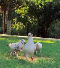 闖入莫奈的畫!南京春日頂流鬱金香花海