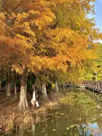 上海自駕1h賞秋紅透的楓葉真的美到封神