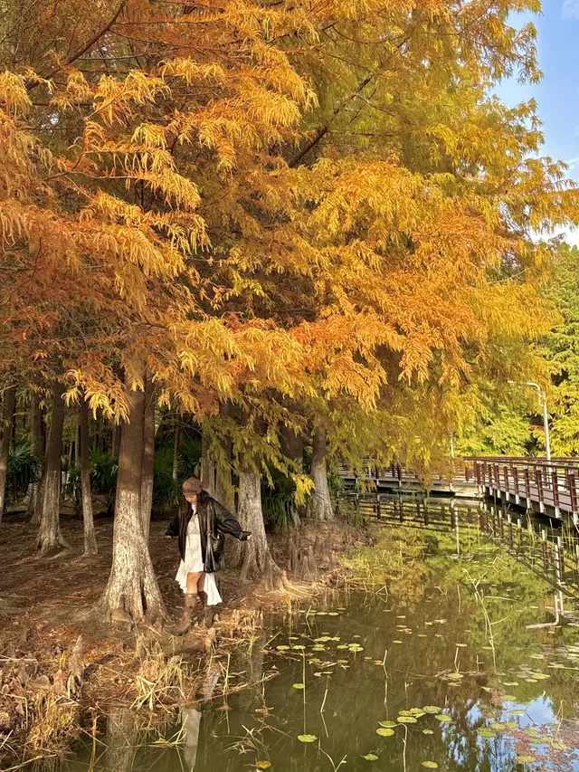 上海自駕1h賞秋紅透的楓葉真的美到封神 上海自駕1h賞秋紅透的楓葉真的美到封神