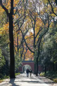 人你好,我是靈谷寺的咪,來看看我和秋天嗎