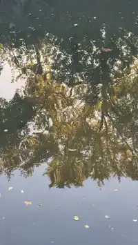 為了一棵樹來了瞻園|全屏感受金陵第一園