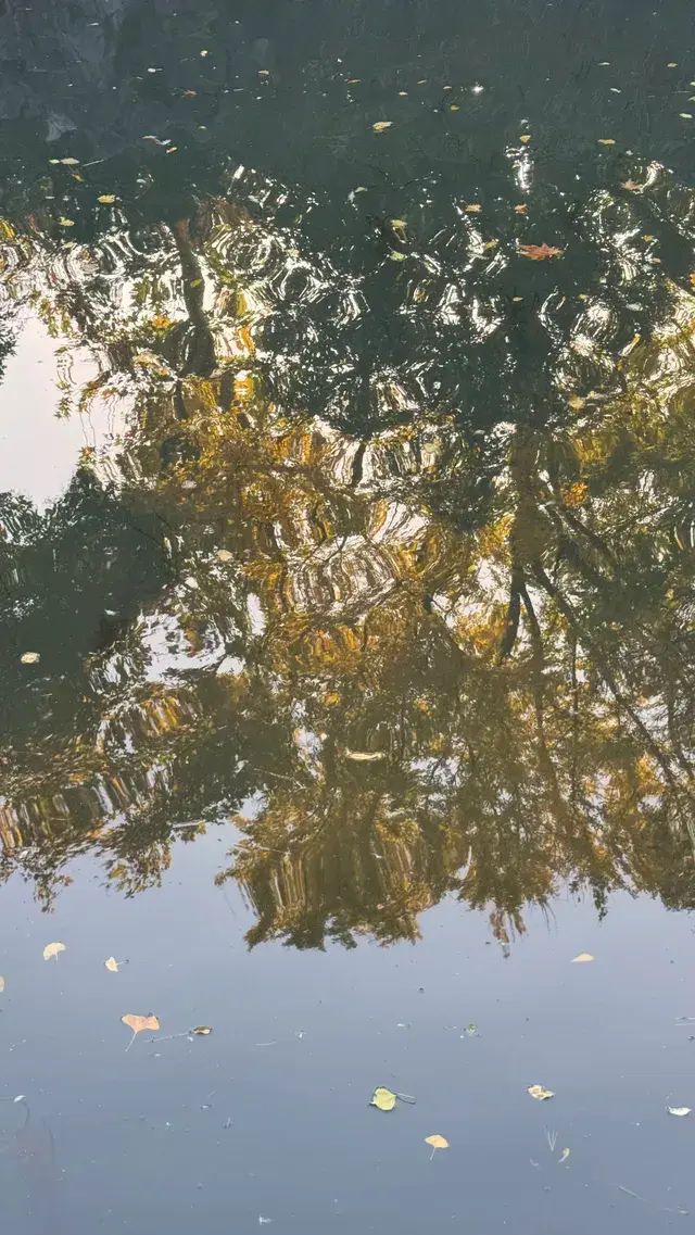 為了一棵樹來了瞻園|全屏感受金陵第一園 為了一棵樹來了瞻園|全屏感受金陵第一園