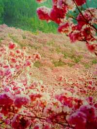 漫山紫花風鈴美瘋了