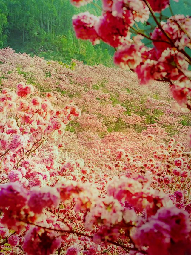 漫山紫花風鈴美瘋了 漫山紫花風鈴美瘋了