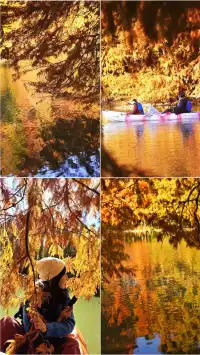 終於等來上海天花板水杉林的封神期附攻略