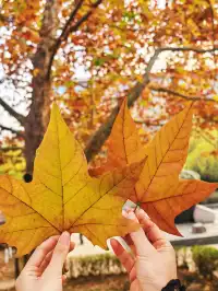 銀杏飄落是獨屬於北京的浪漫