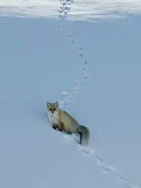 答應我，冬天一定要去一趟阿勒泰