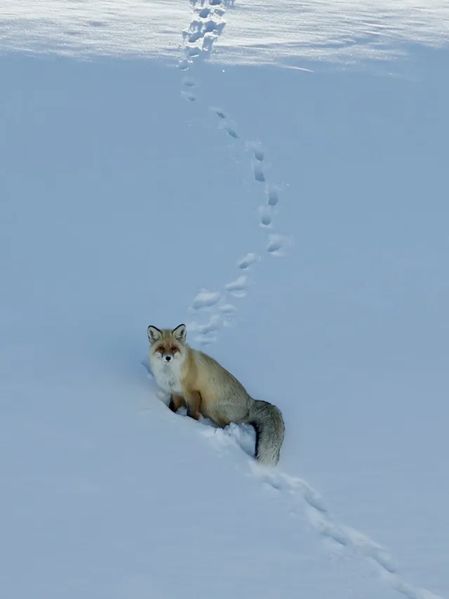 答應我，冬天一定要去一趟阿勒泰