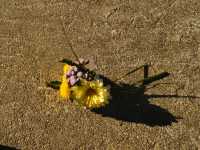 在南澳隱秘山谷裡,住進了她的花藝工作室